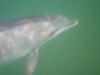 Delfin a Karini öbölben 2014-15-ben