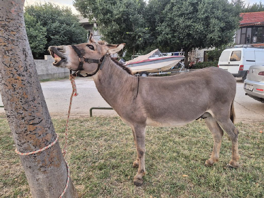  Posedarje szamárfuttatás