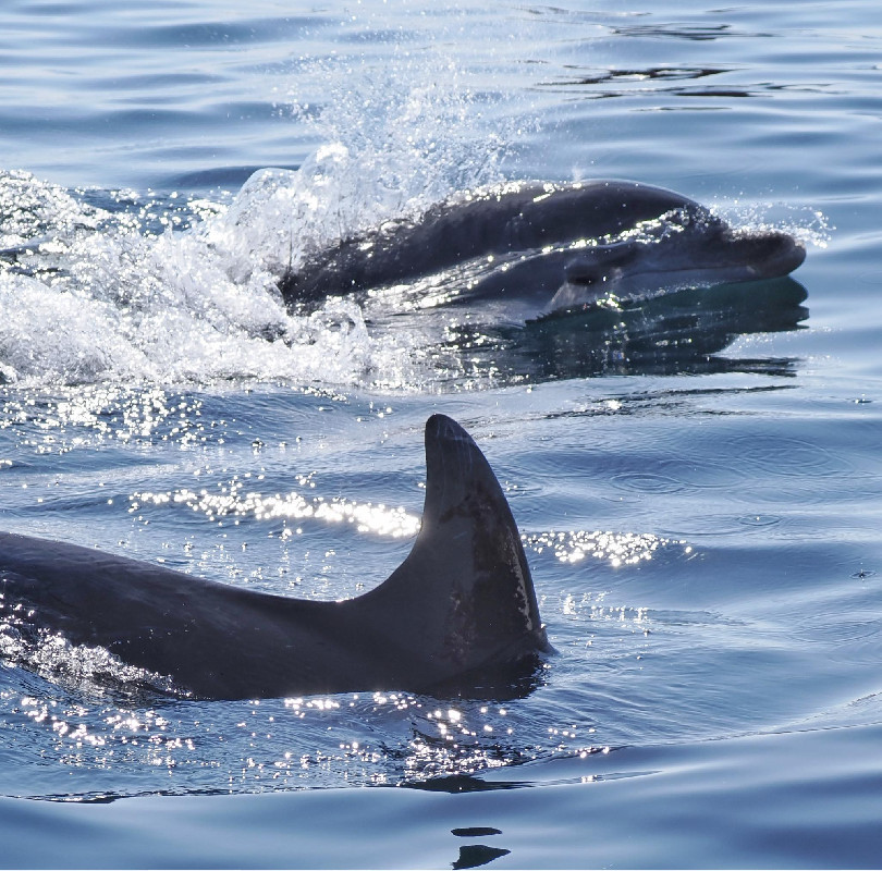  Delfinles  hajóval Pakoštane-ból